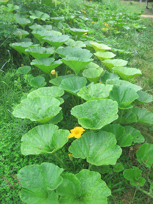 garden-plants